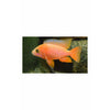 Strawberry Cichlid Blackeye 4.5