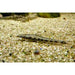 Turbo Algae Eater (Pair)
