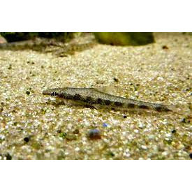 Turbo Algae Eater (Pair)