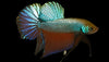 Betta Green Smaragdina (Pairs)