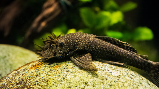 Black Bristlenose 2-2.5" (Pair)