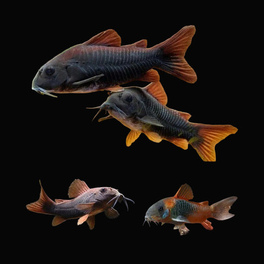 Black Corydoras *Super Rare*