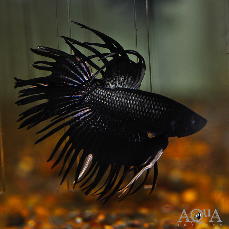 Black Crowntail Betta