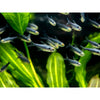 Diamond Black Neon Tetra