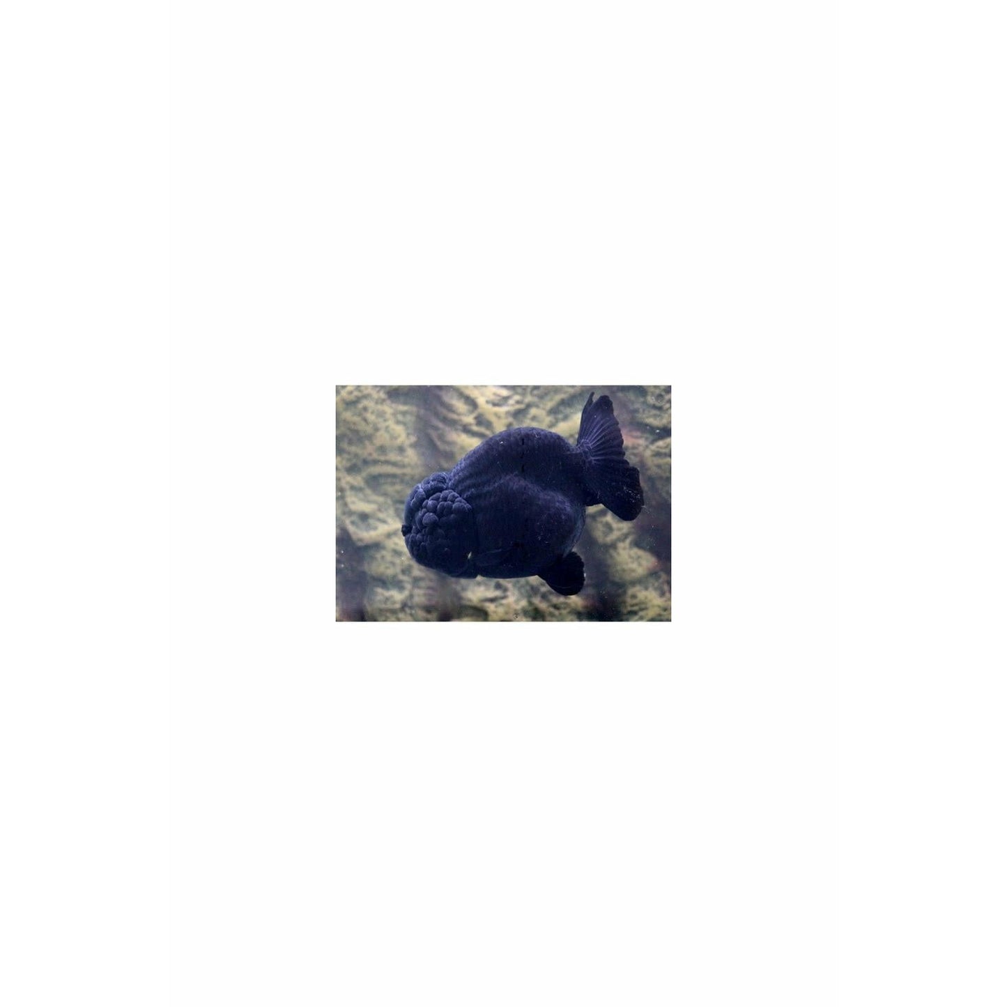 Black Ranchu Goldfish 4"