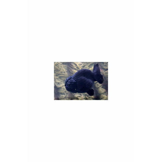 Black Ranchu Goldfish 4"