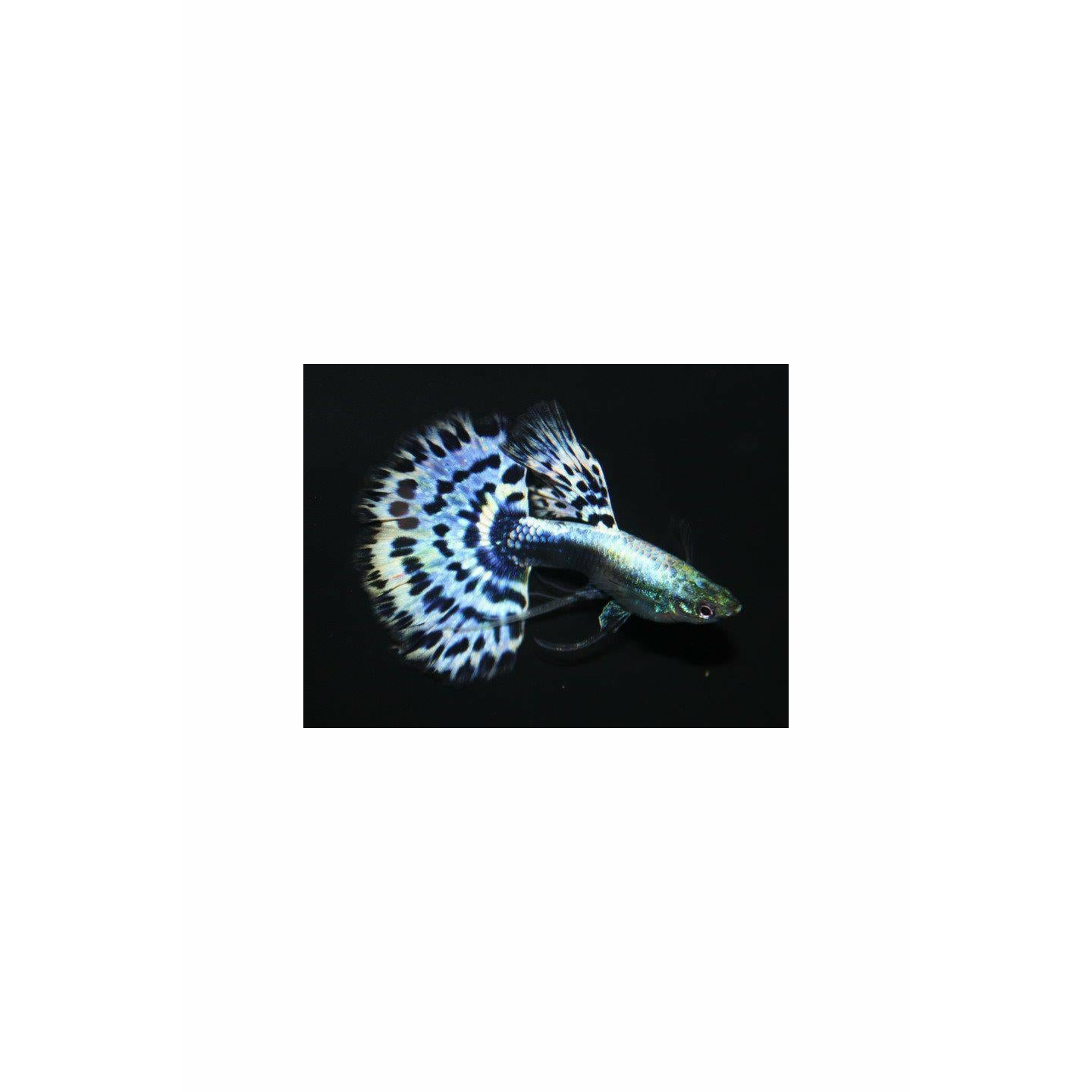 Blue King Cobra Guppy (Pairs)