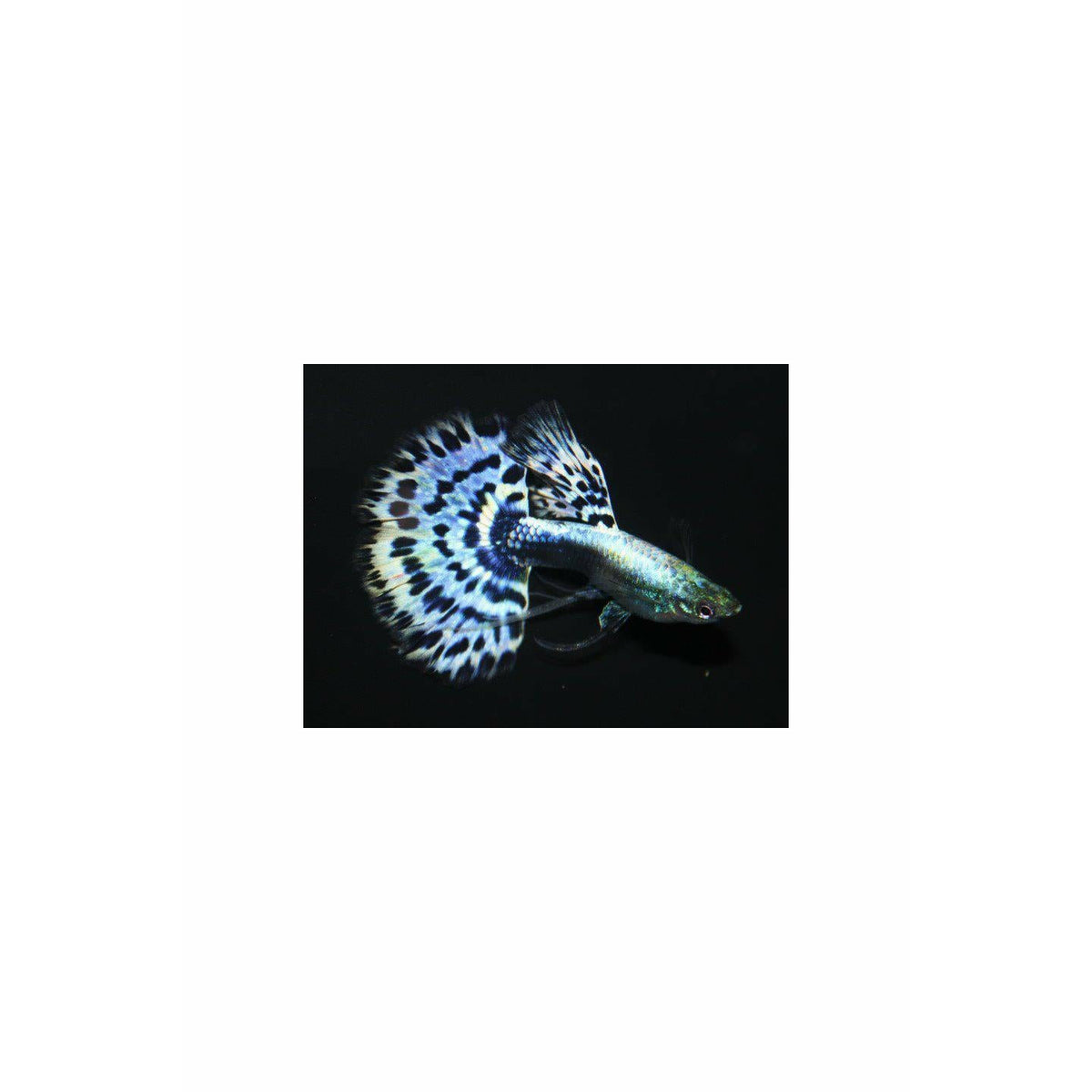 Blue King Cobra Guppy (Pairs)