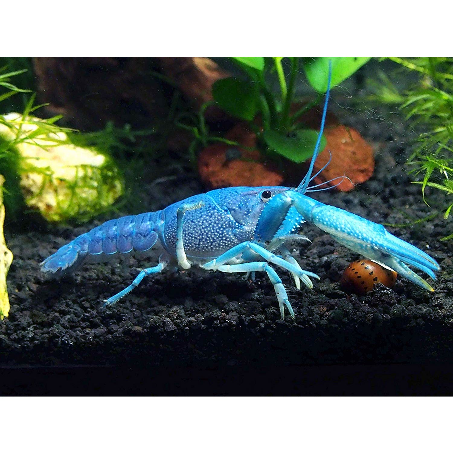 Blue Lobster/Crayfish