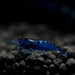 Aura Blue Shrimp