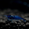 Aura Blue Shrimp
