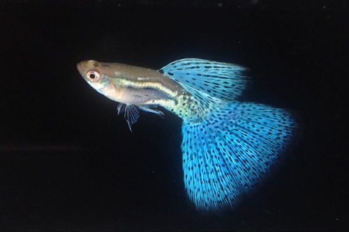 Blue Grass Guppy (Pair)