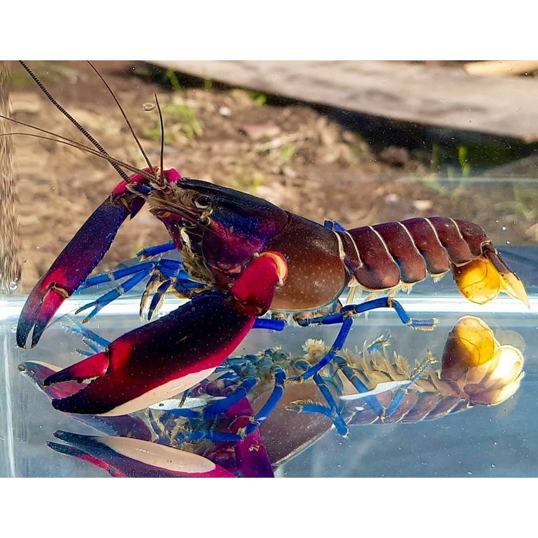 Blue Moon Lobster/Crayfish
