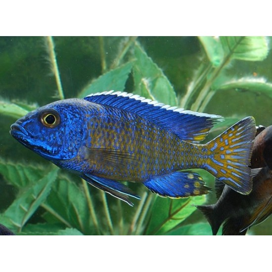 Blue Peacock Cichlid 4inch