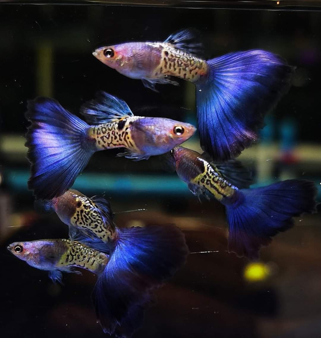 Blue Tail Snakeskin Guppy (Pair)