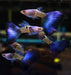 Blue Tail Snakeskin Guppy (Pair)