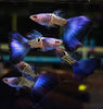 Blue Tail Snakeskin Guppy (Pair)