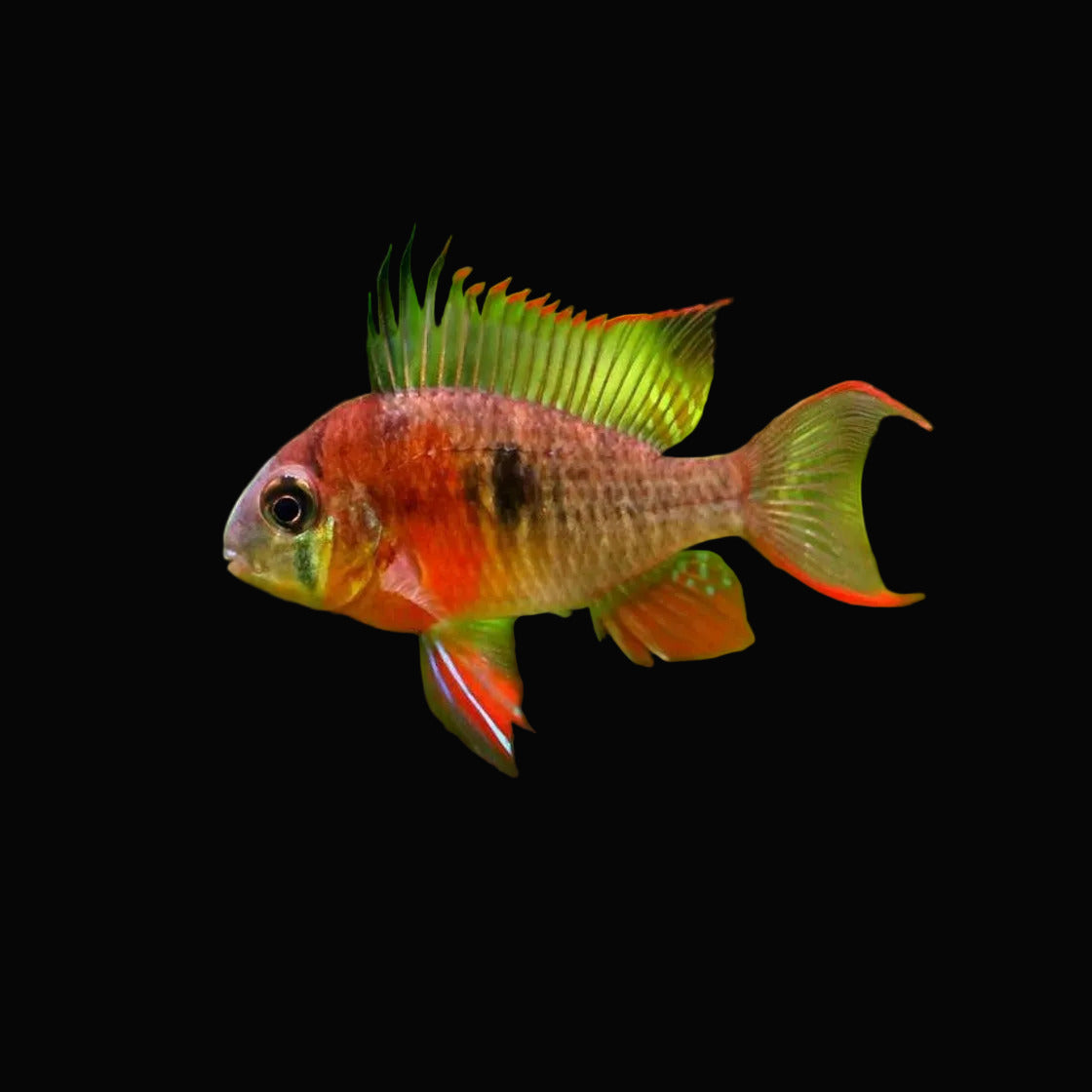 Bolivian Ram Mikrogeophagus altispinosus with golden body, black eye bar and red-edged fins in a planted tank
