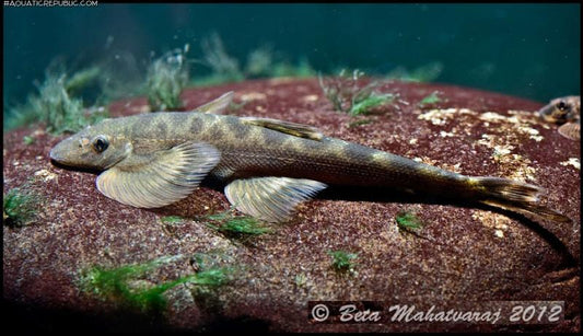 Bruce's Hillstream *SUPER RARE*