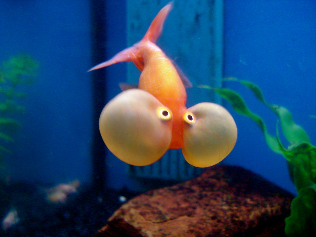 Orange Bubble Eye Goldfish 5inch