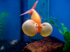 Orange Bubble Eye Goldfish 3inch