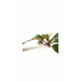 Bucephalandra sp. 
