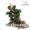 products/bucephalandra.apple.leaf.best4pets.in.jpg