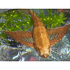 African Butterfly Fish - Best4Pets