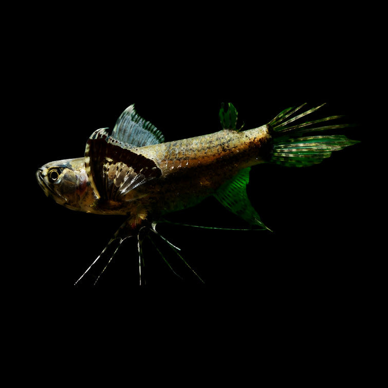 African Butterfly Fish - Best4Pets