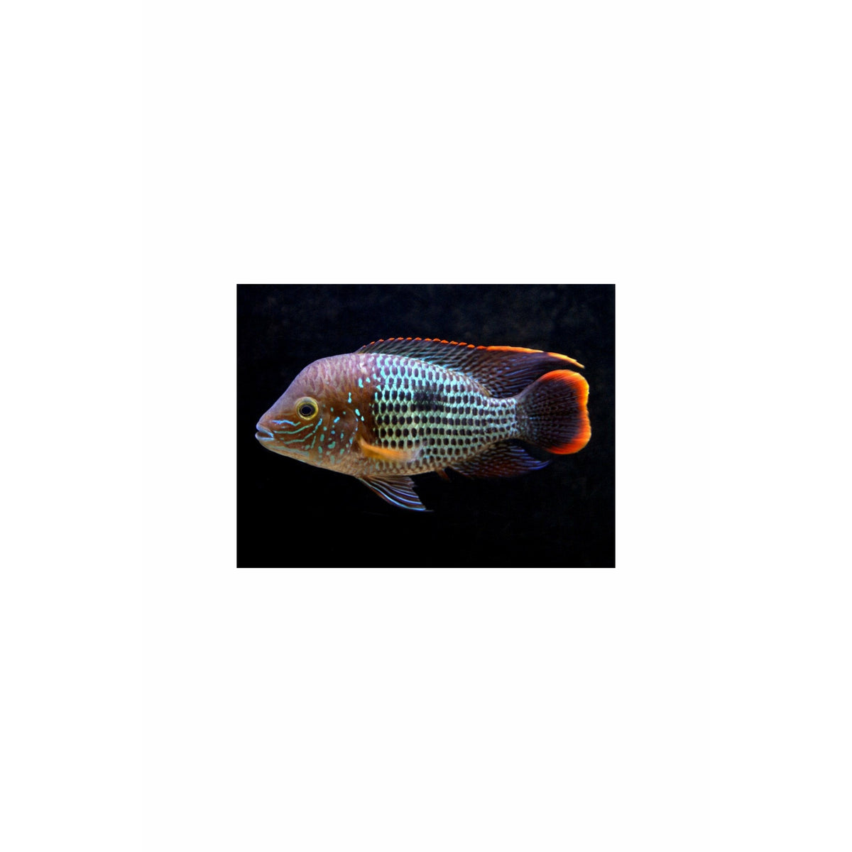 Green Terror Cichlid, 5", A Grade