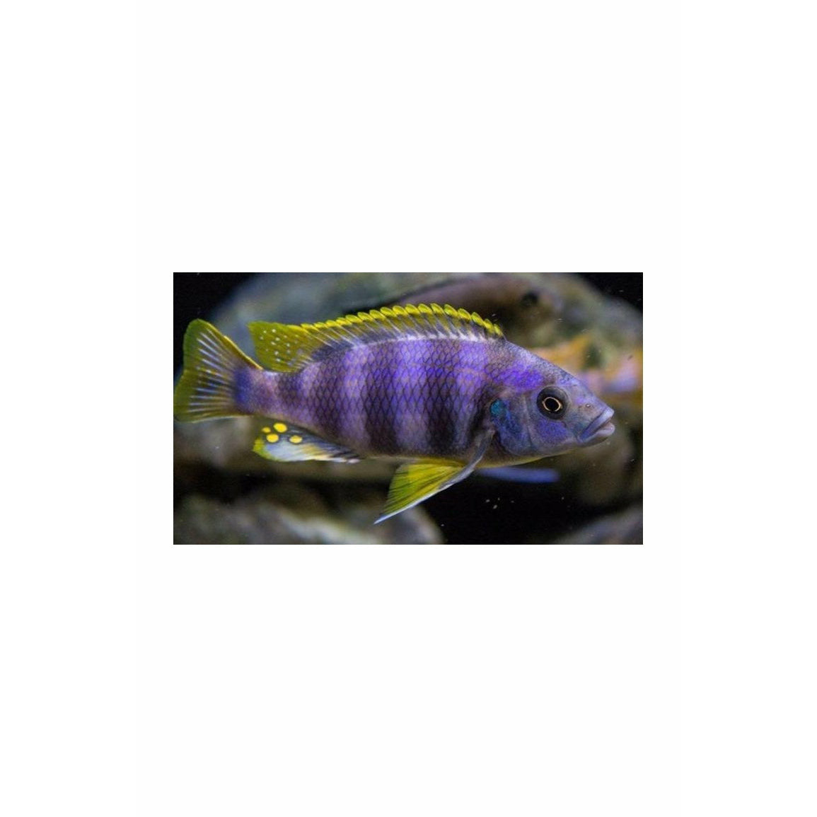Petrotilapia Chitimba