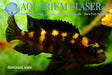 Crabro Cichlid 2inch