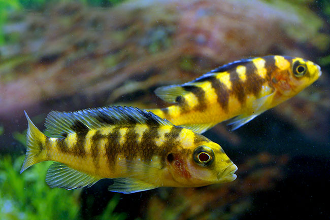 Crabro Cichlid 2inch