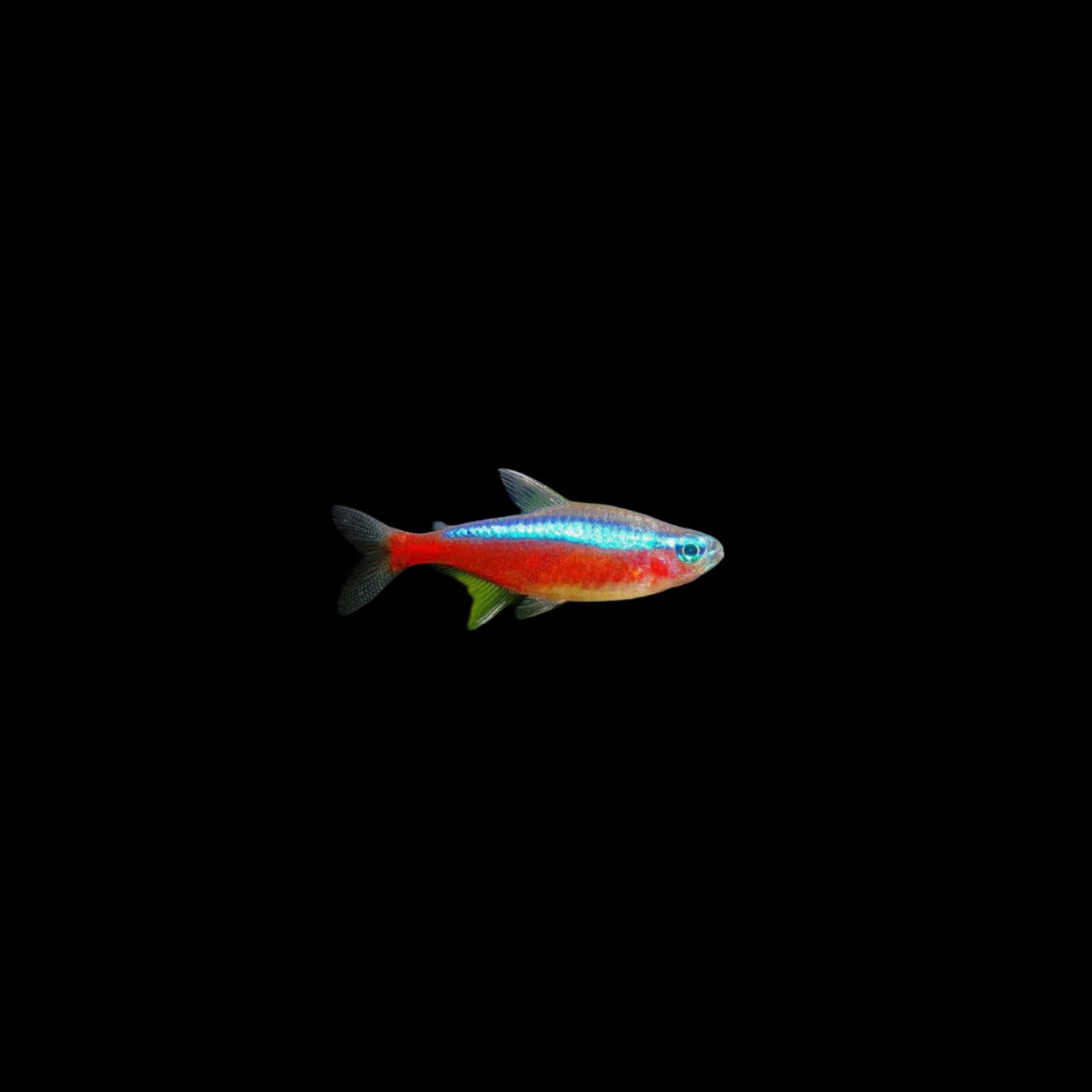 Cardinal Tetra, 0.75"
