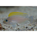 Red Fin Shell Dweller (Pair)
