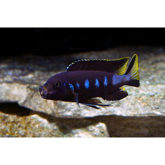 Yellow Tail Mbuna 2inch