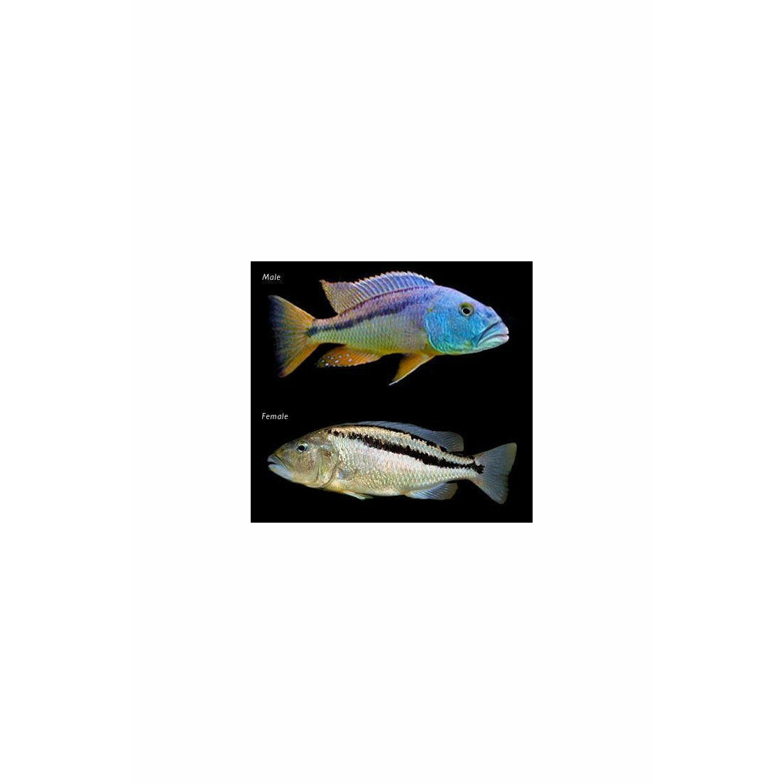 Aristochromis christyi / The Malawi Hawk Cichlid 2inch