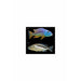 Aristochromis christyi / The Malawi Hawk Cichlid 2inch