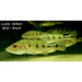 Peacock bass (Cichla kelberi) 8