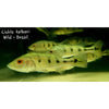 Peacock bass (Cichla kelberi) 8
