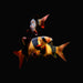 Clown Loach 2”