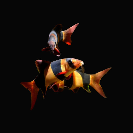 Clown Loach 2”