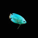 Cobalt Gourami Small