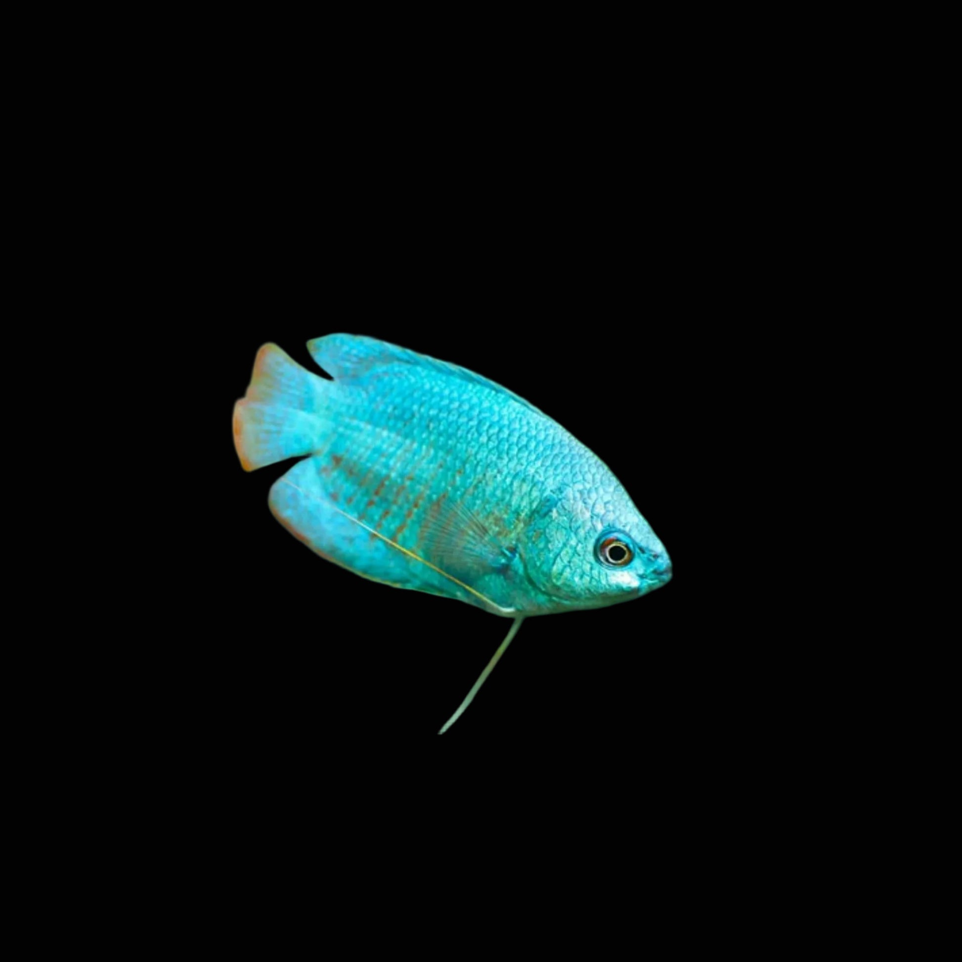 Cobalt Gourami Small