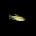 Congo Tetra 4cm