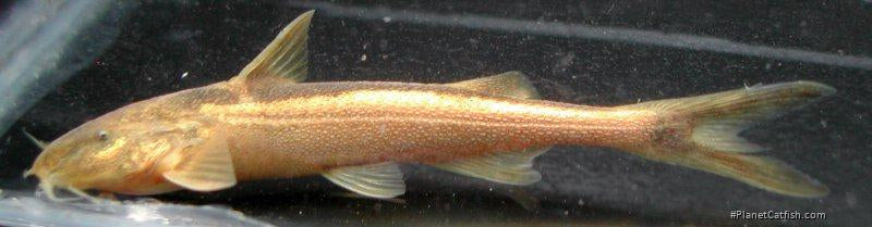 Copper Catfish *Rare*