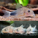 Similis Cory (Pair)