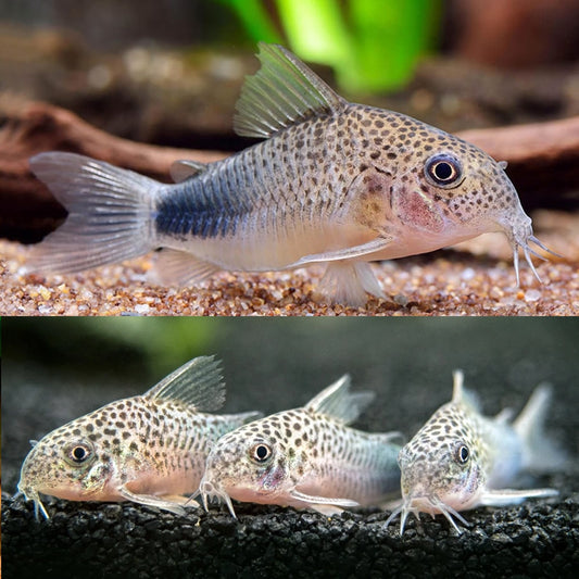 Similis Cory (Pair)