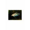 Croaking Gourami (TRICHOPSIS VITTATA) 2inch