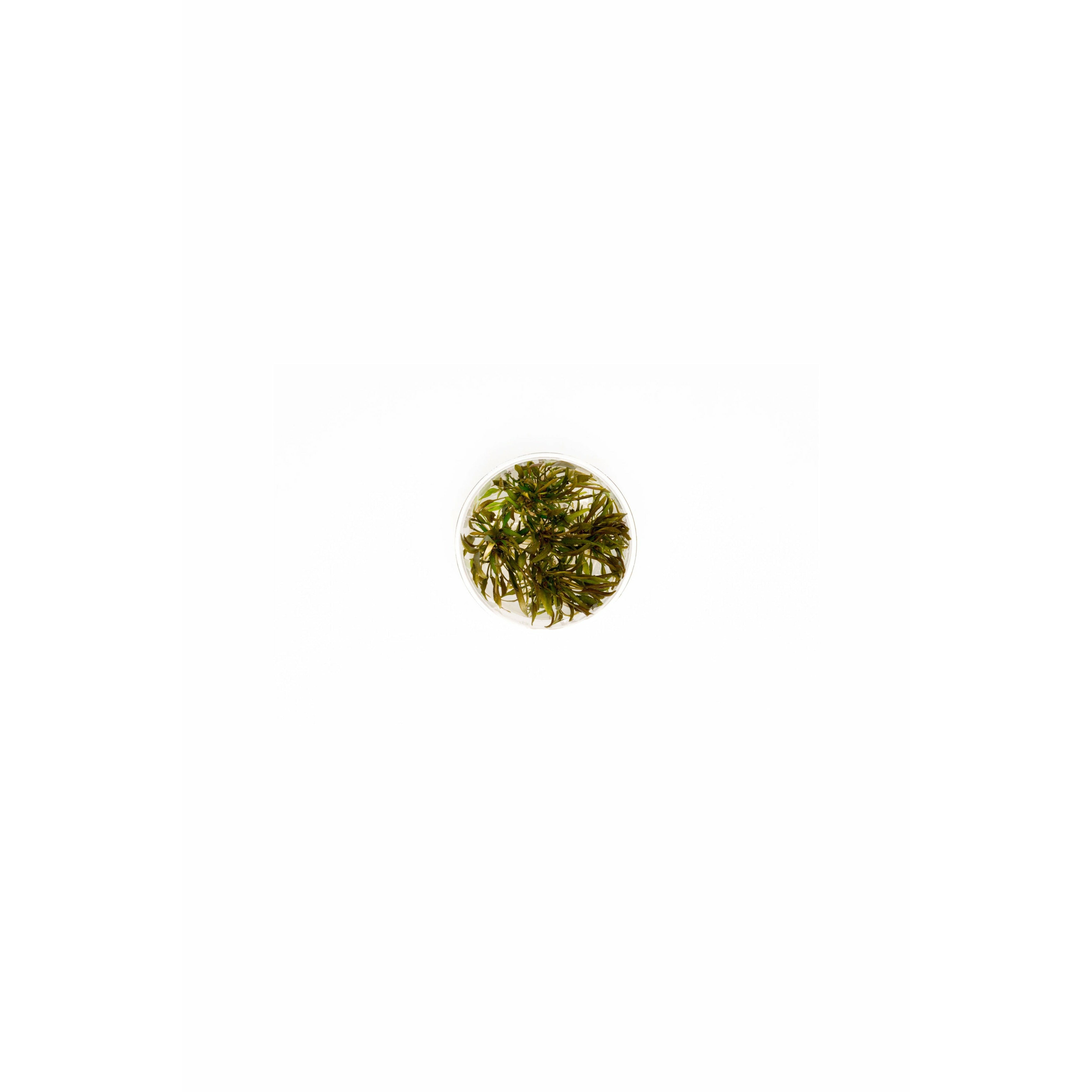 Cryptcoryne Axelrodi TC